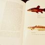 1964. The New ABC Of Fishing. Colin Willock. Image 6