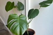 monstera plant