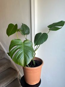 monstera plant
