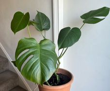 monstera plant