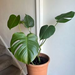 monstera plant