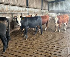 Organic cattle