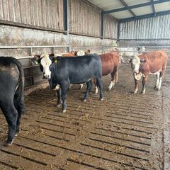 Organic cattle