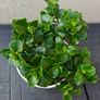 Florist's kalaonchoe Image 3