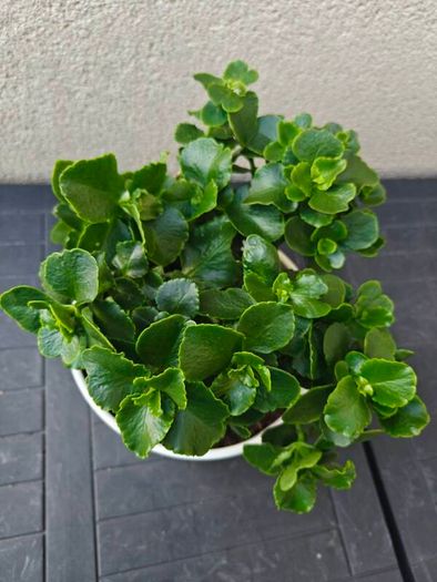 Florist's kalaonchoe
