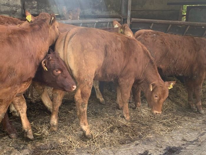 14 smashing limousine heifers