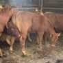 14 smashing limousine heifers Image 3