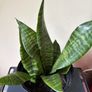 Snake Plant Image 2