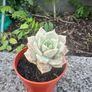 plant Image 4