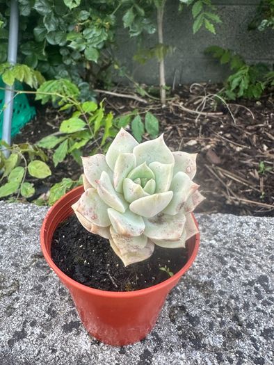 plant