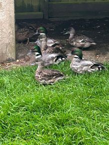Ornamental waterfowl