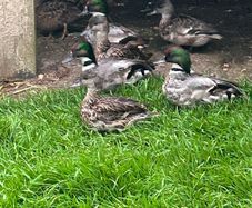 Ornamental waterfowl