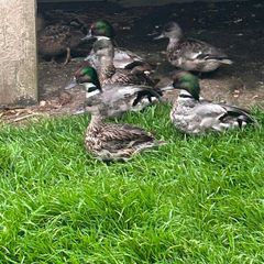 Ornamental waterfowl