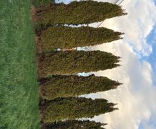 hedging