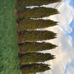 hedging
