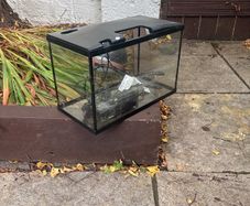 Fish Tank