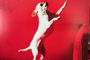Melvins - Nude With Boots (First Press / Red)