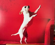 Melvins - Nude With Boots (First Press / Red)