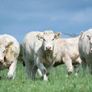 Bostonia Livestock Breeding Females Image 8