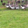 Toulouse gander Image 2