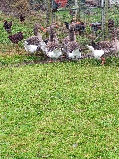 Toulouse gander
