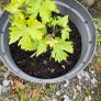 Grape Vine Image 3