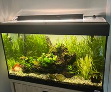 Fluval fish tank