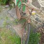 Vintage Bicycles Image 2