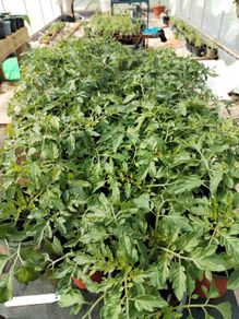 Tomato plants