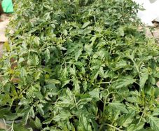 Tomato plants