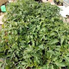 Tomato plants