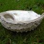 Large Abalone shell,Ornaments,Home decor Image 2