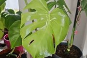 monstera