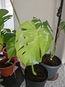 monstera