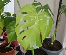 monstera