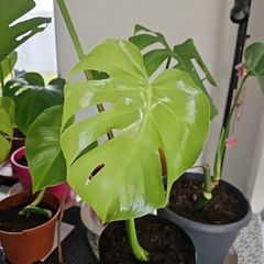 monstera