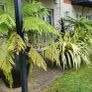 Patio plants Image 6