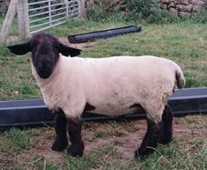 Suffolk hoggott rams