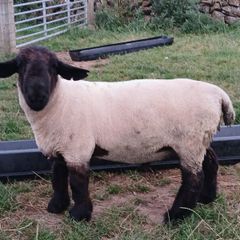 Suffolk hoggott rams