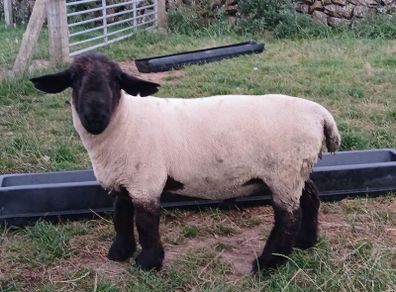 Suffolk hoggott rams