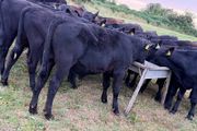 18 Aberdeen Angus Bull Weanlings