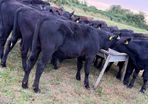 20 Aberdeen Angus Bull Weanlings