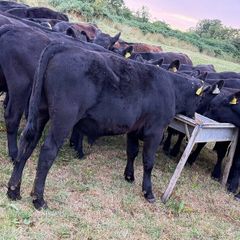 18 Aberdeen Angus Bull Weanlings