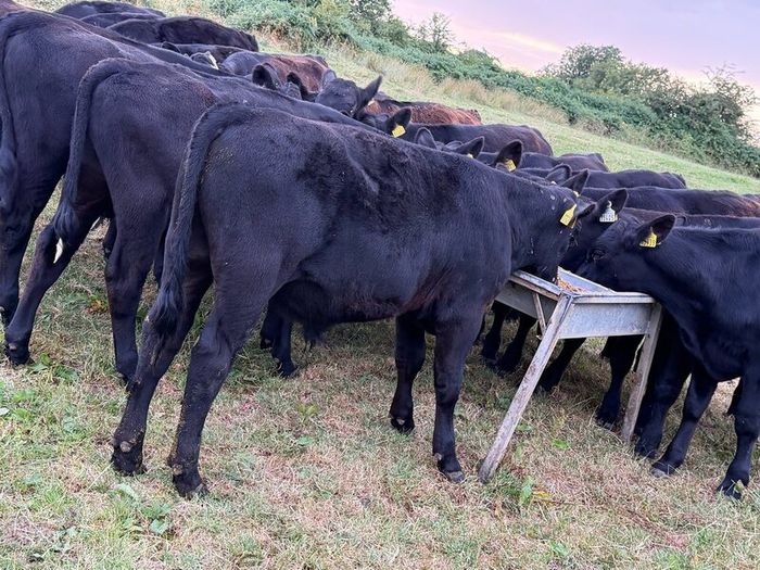 20 Aberdeen Angus Bull Weanlings