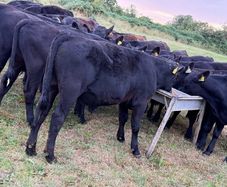 20 Aberdeen Angus Bull Weanlings