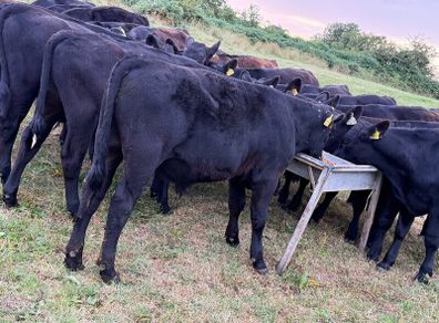 20 Aberdeen Angus Bull Weanlings