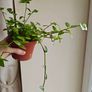 Tradescantia Flumensis Variegated large plant Image 4