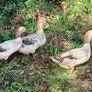 ducks Image 3