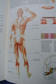 The Illustrated Reference Book Of The Human Body