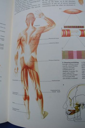 The Illustrated Reference Book Of The Human Body